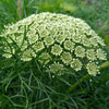 Ammi "Green Mist", 1,000 Seeds