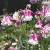 Columbine Aquilegia vulgaris "Pink Petticoat" - 500 Seeds