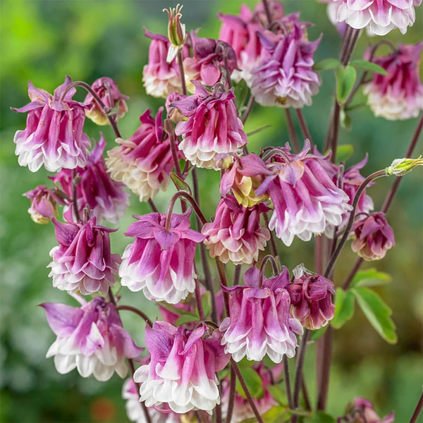 Columbine Aquilegia vulgaris "Pink Petticoat" - 40 Seeds