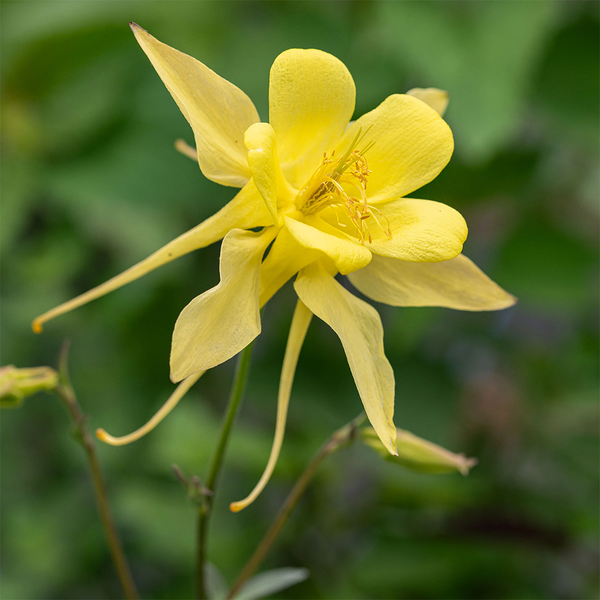 Columbine Aquilegia x Caerulea "Sunshine" - 20 Seeds