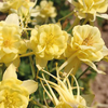 Columbine Aquilegia x Caerulea "Sunshine" - 20 Seeds