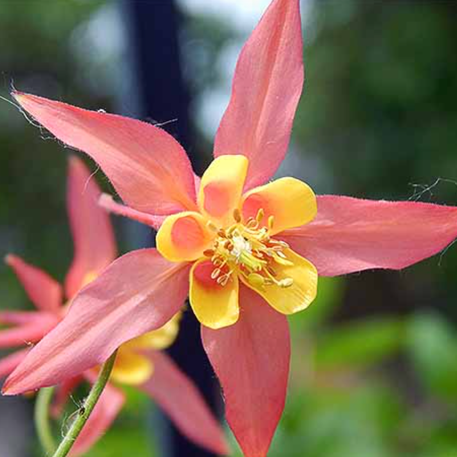 Columbine Aquilegia Skinnerii 
