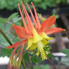 Columbine Aquilegia Skinnerii "Tequila Sunrise", 20 Seeds