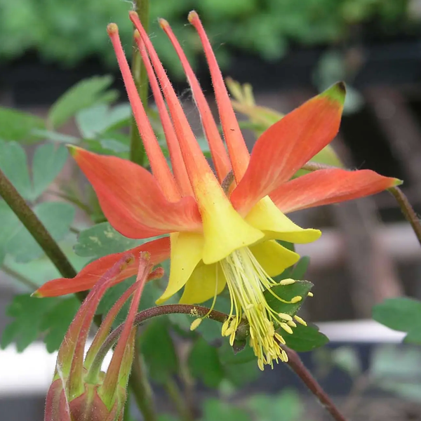 Columbine Aquilegia Skinnerii "Tequila Sunrise", 20 Seeds