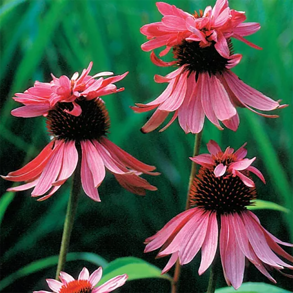 Echinacea 