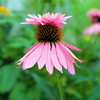 Echinacea "Double Decker", 10 Seeds