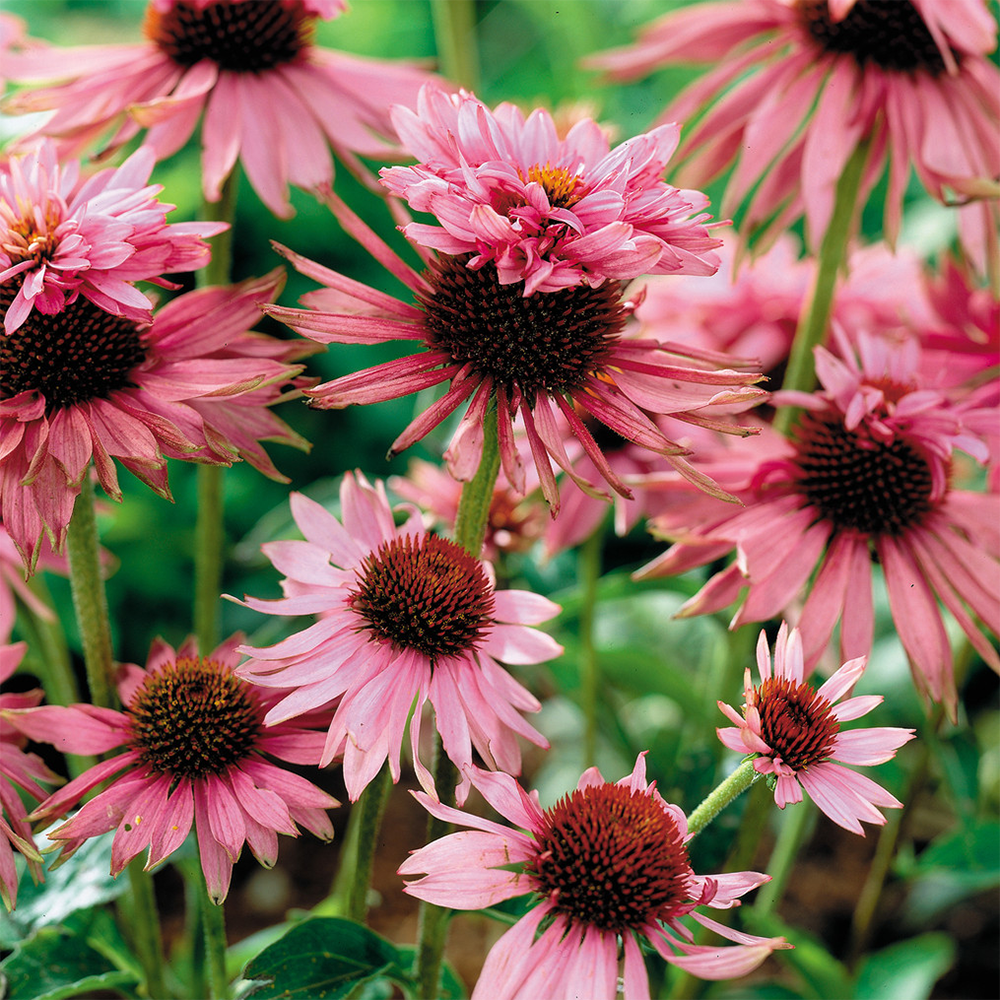 Echinacea 