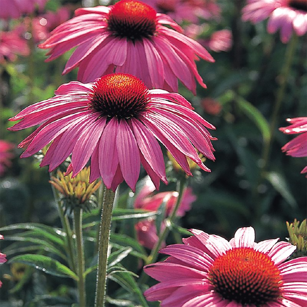 Echinacea "Primadonna Deep Rose", 25 Seeds