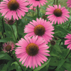 Echinacea "Primadonna Deep Rose", 1,000 Seeds