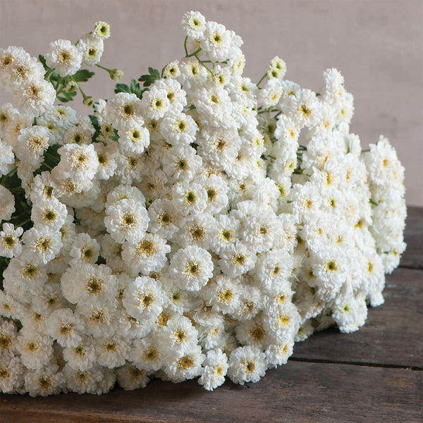 Feverfew Matricaria "Tetra White", 50 Seeds