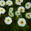 Feverfew Matricaria "Tetra White", 1,000 Seeds