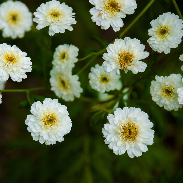 Feverfew Matricaria "Tetra White", 1,000 Seeds