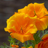 Poppy California "Lady Marmalade", 1,000 Seeds