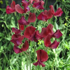 Sweet Pea "Old Spice Black Knight", 15 Seeds