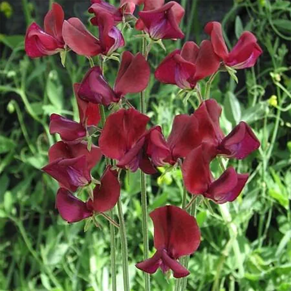 Sweet Pea "Old Spice Black Knight", 15 Seeds