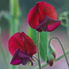 Sweet Pea "Old Spice Black Knight", 15 Seeds