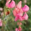 Sweet Pea "Old Spice Miss Wilmot", 15 seeds