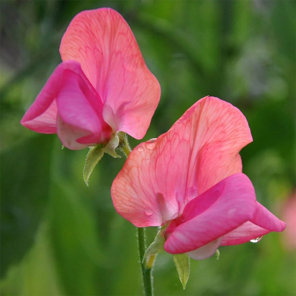 Sweet Pea "Old Spice Miss Wilmot", 500 seeds
