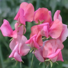 Sweet Pea "Old Spice Miss Wilmot", 15 seeds