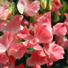 Sweet Pea "Mammoth Choice Salmon Cream Pink", 500 Seeds