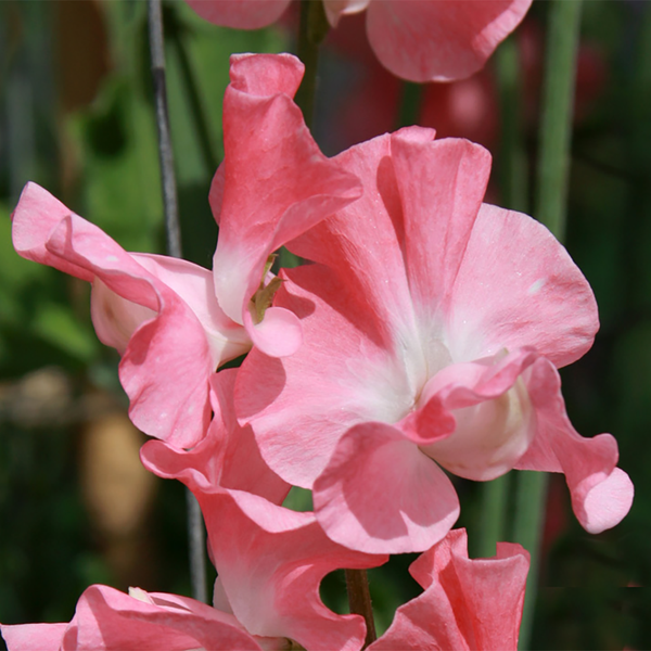 Sweet Pea "Mammoth Choice Salmon Cream Pink", 500 Seeds