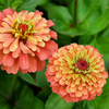 Zinnia "Queeny Lime Orange", 5 Seeds