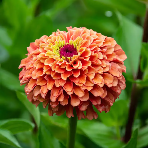 Zinnia "Queeny Lime Orange", 5 Seeds