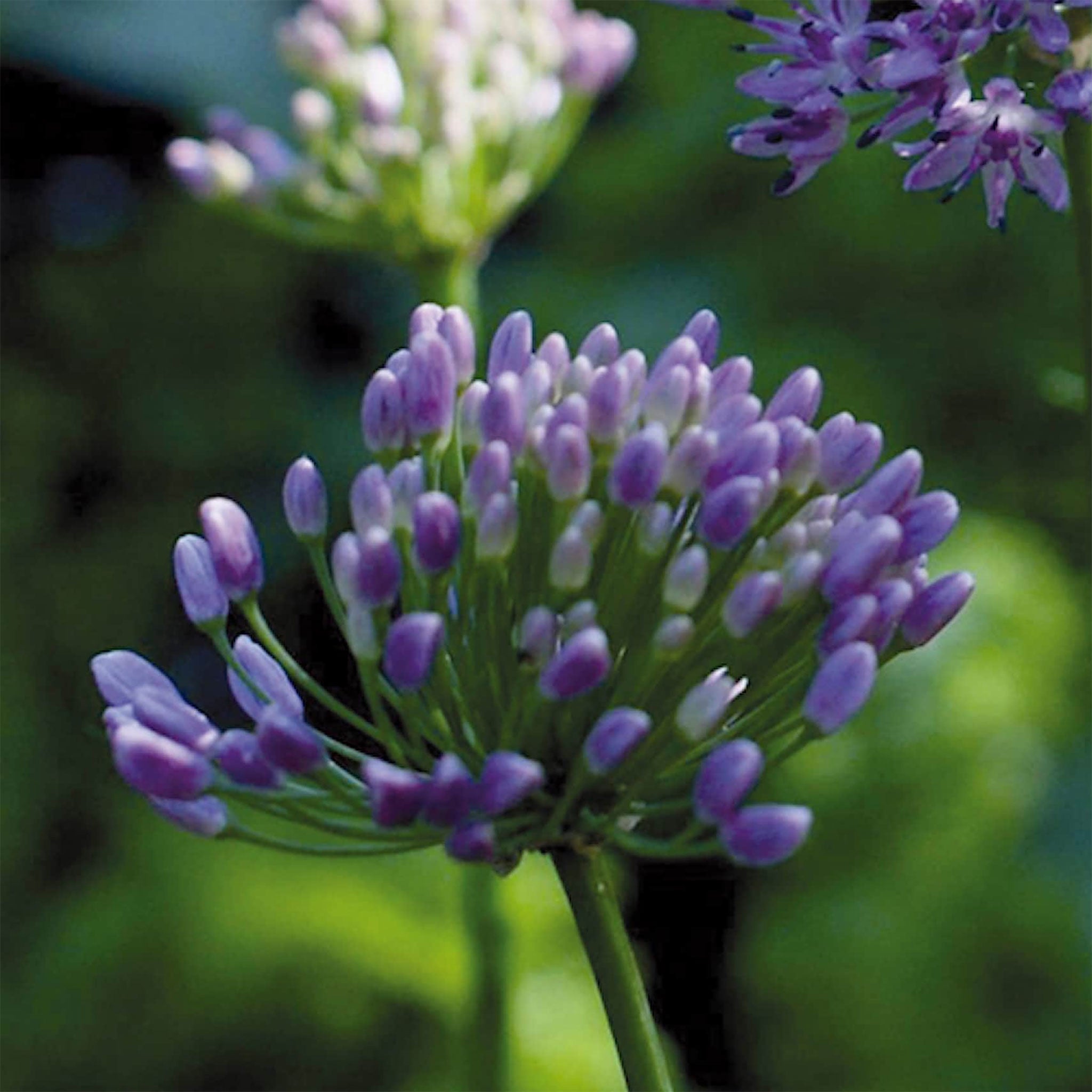 Allium 