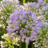 Allium "Quattro" F1, 200 Seeds