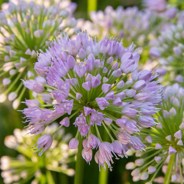 Allium "Quattro" F1, 5 Seeds