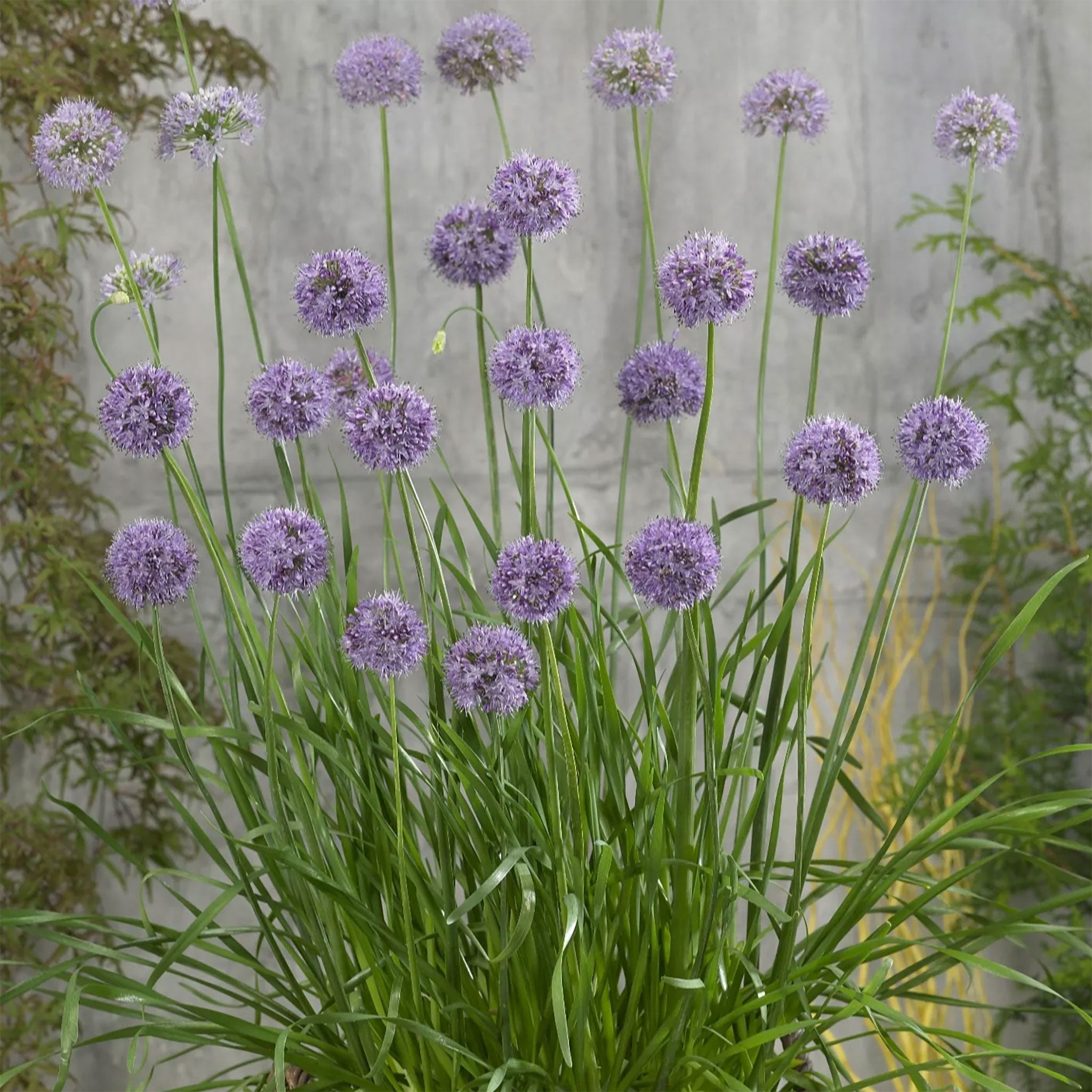 Allium 