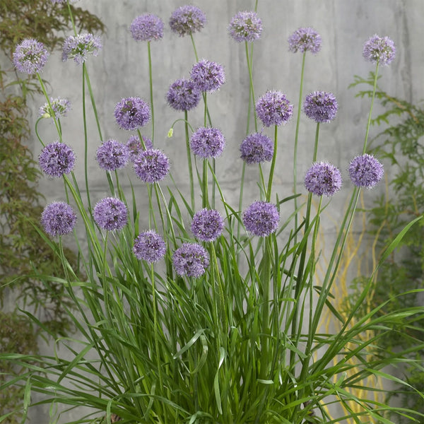Allium "Quattro" F1, 5 Seeds
