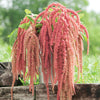 Amaranthus "Coral Fountain", 400 Seeds