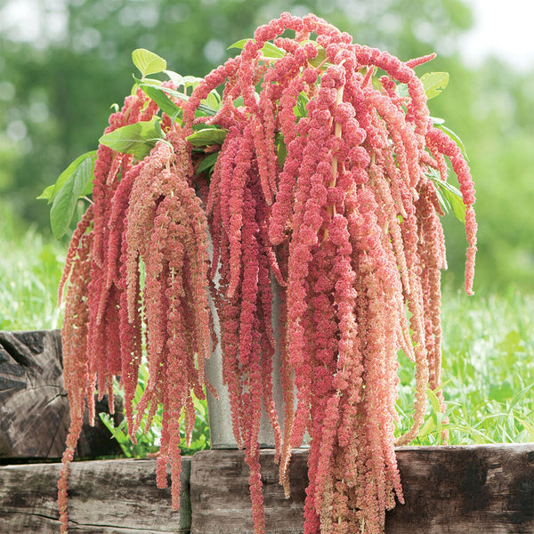 Amaranthus "Coral Fountain", 8,000 Seeds