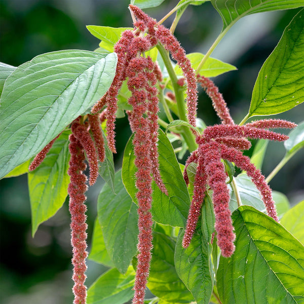 Amaranthus "Coral Fountain", 400 Seeds