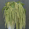 Amaranthus "Emerald Tassel", 400 Seeds