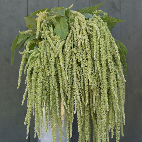 Amaranthus "Emerald Tassel", 400 Seeds