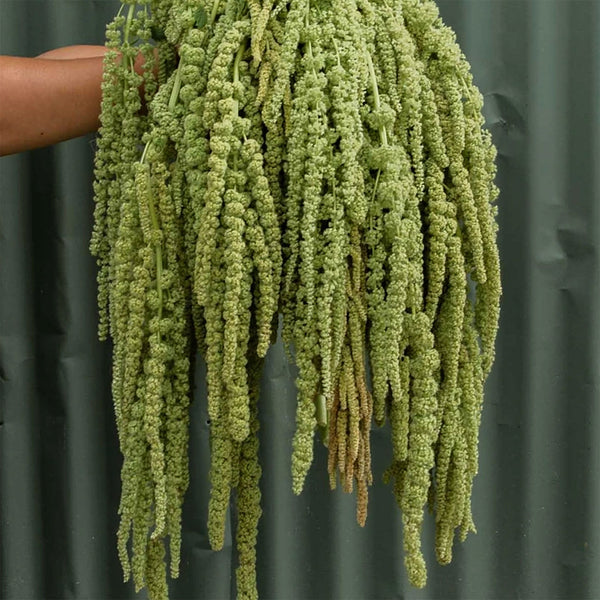 Amaranthus "Emerald Tassel", 8,000 Seeds