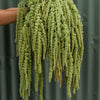 Amaranthus "Emerald Tassel", 400 Seeds