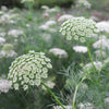 Ammi "Green Mist", 1,000 Seeds