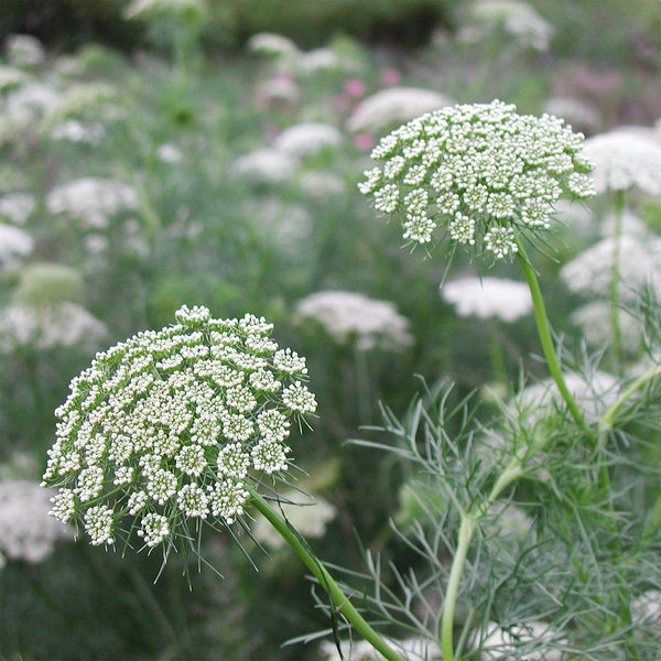 Ammi "Green Mist", 1,000 Seeds