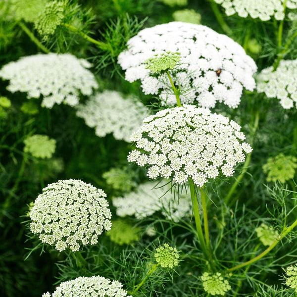Ammi "White Dill", 5,000 Seeds