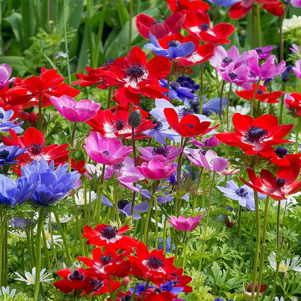 Anemone "Mona Lisa" Mix, 5 Seeds