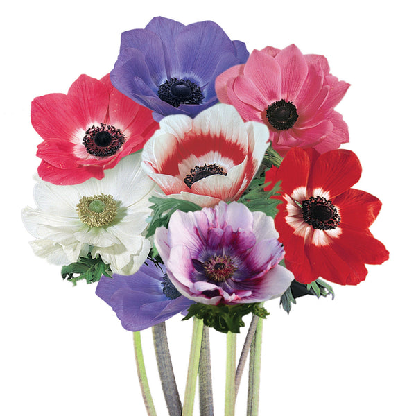 Anemone "Mona Lisa" Mix, 5 Seeds