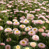 Aster "Matsumoto" Apricot, 750 Seeds