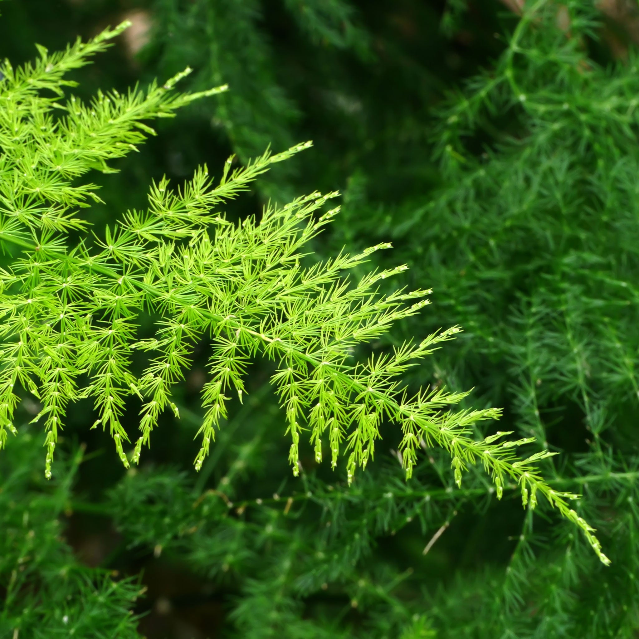 Asparagus Fern Pyramidalis, 400 Seeds