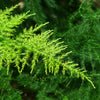 Asparagus Fern Pyramidalis, 10 Seeds