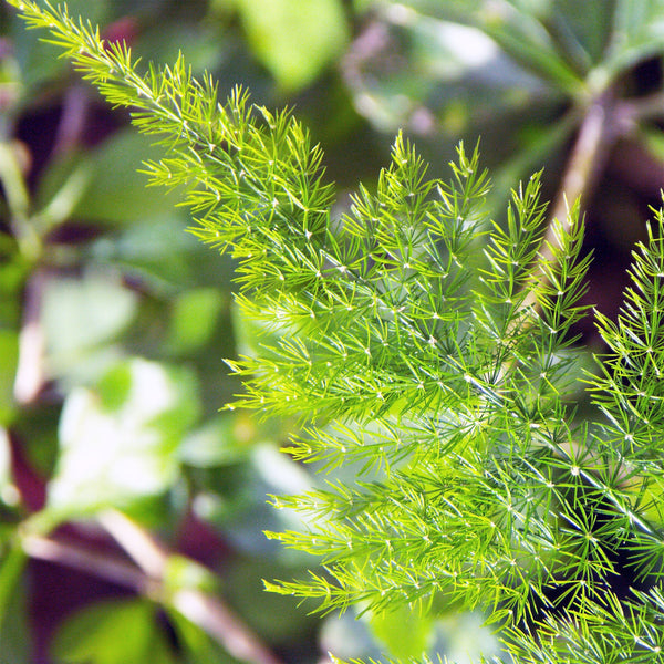 Asparagus Fern Pyramidalis, 10 Seeds