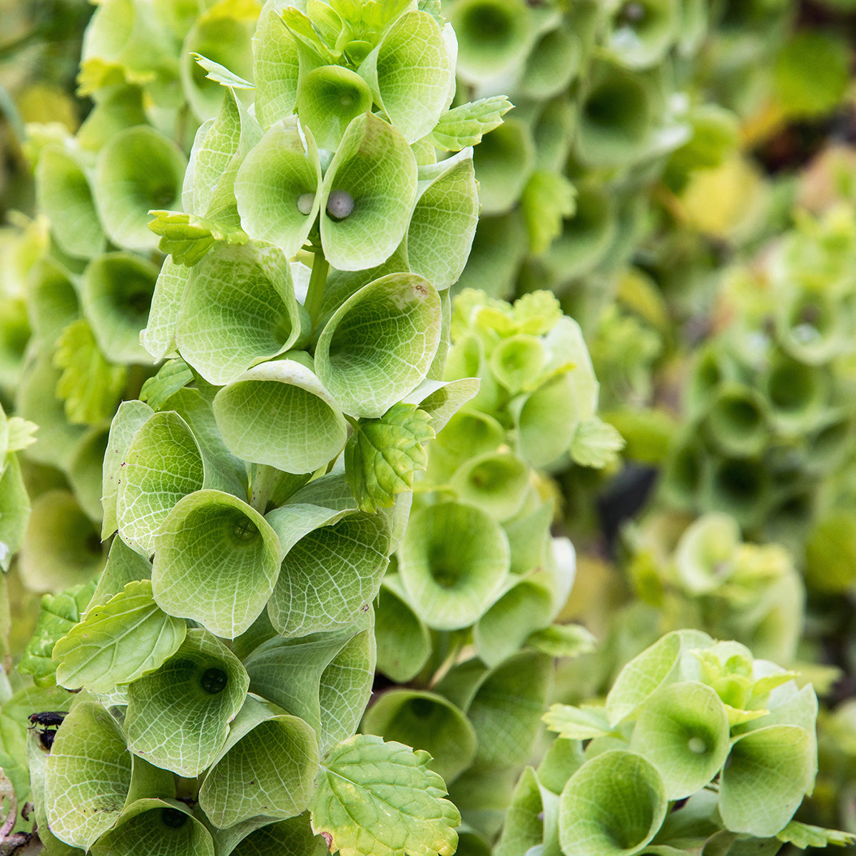 Bells of Ireland, 2,000 Seeds