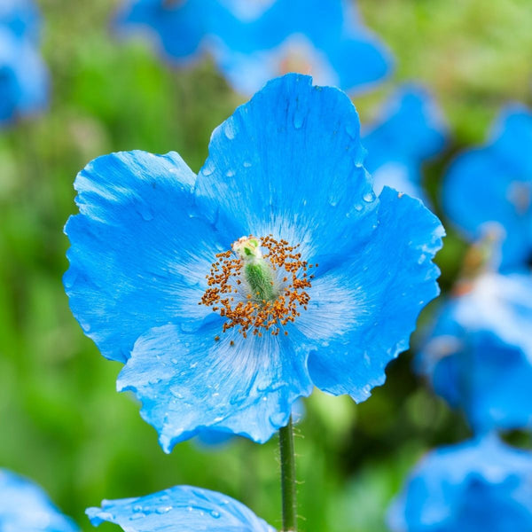 Poppy "Blue Himalayan", 15 Seeds